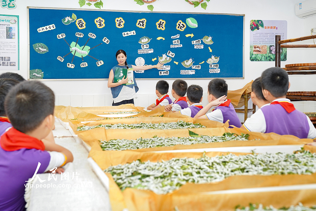 浙江安吉：桑蚕文化进校园【4】