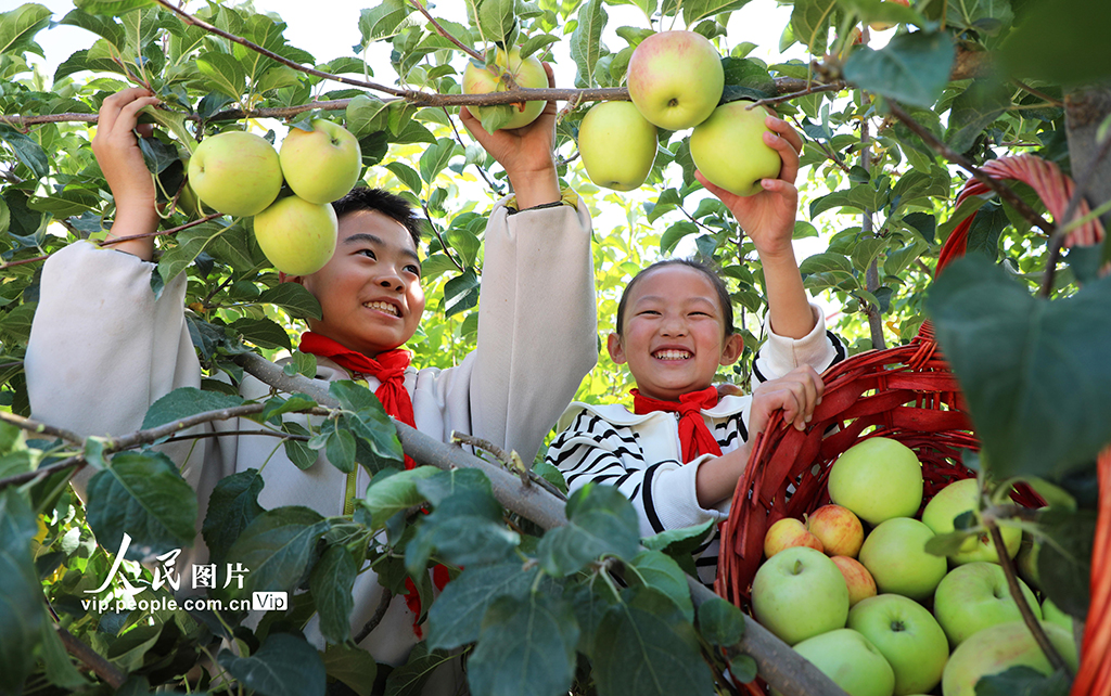 甘肃民乐：校园“丰收节”